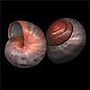 (Asperitas sparsa baliensis)