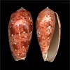 (Conus bullatus)