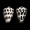 (Conus ebraeus)