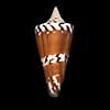 (Conus generalis)