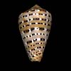 (Conus genuanus)