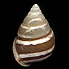 (conical)