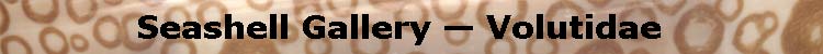 (Seashell Gallery - Volutidae)