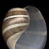 (involute)