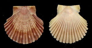 (Unidentified Scallop 11)