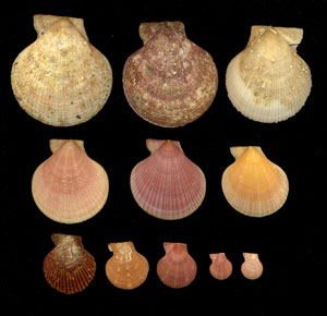 (Unidentified Scallop 21)